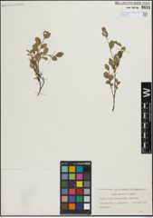 Foto von Salix herbacea L. x Salix repens L.